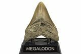 Serrated, Fossil Megalodon Tooth - North Carolina #328106-2